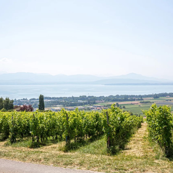 Maison à vendre - Rolle